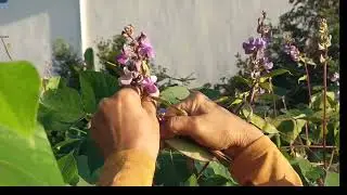 Beautiful hyacinth beans