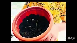 Red balloon cherry tomato plant