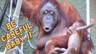 Baby Orangutan Almost Falls !!