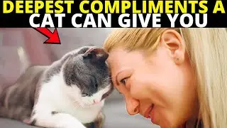 7 скрытых комплиментов, которые делают кошки, и которые замечают лишь 2% владельцев