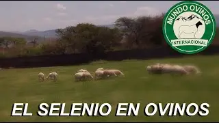 EL SELENIO EN OVINOS