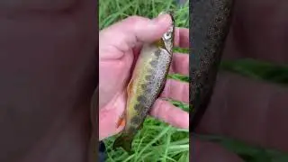Little Irish ☘️ Atlantic Salmon 🤩 #fishing #fish
