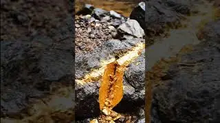 THERE IS GOLD IN THE RIVER STONE !!!#golddiscovery #goldmining #findinggold