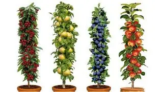 Dwarf Fruit Trees To Grow When Space Is Limited