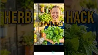 DIY Vertical Herb Garden: Upcycled Kitchen Hack