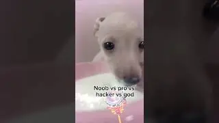 dog american humiliation routine