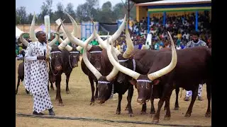 Visiting the Inyambo Royal Cows
