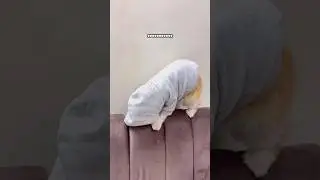 Loo Hogeya🙂😂#viral #cat #youtubeshorts #shorts #viralvideo #ytshorts #like #youtube #cute #funny