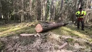 Těžba kulatiny a na závěr jsem málem dostal infarkt, Zetor 7246, Agama aga 2,Stihl Ms 362, JP Forest