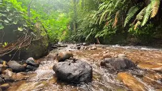 Peaceful Jungle River ASMR Gentle Stream Flow Over Stones for Deep Sleep, Relaxation & Stress Relief