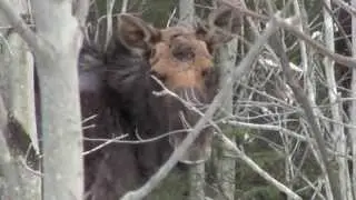 Ghost Moose