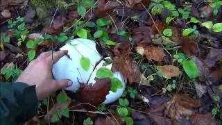 Giant Puffball Mushroom!