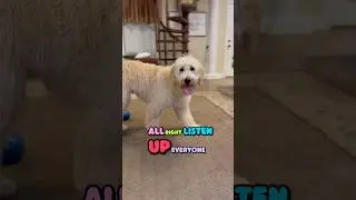 This Is An Important Message For All Humans! #dog #puppy #pets