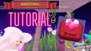Dragon Adventures: Руководство по разведению