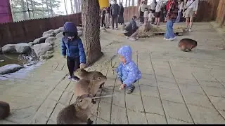 Tham Quan Khám Phá Vườn Thú ZooDoo Đà Lạt mới nhất 3/1/2026 Cùng Đại Minh LQT...!