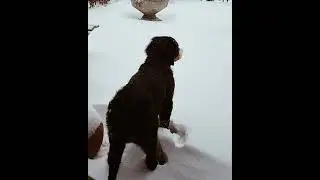 Bernese Mountain Dog - Shadow's first day at home - Special Day - Snowing in Netherlands #shorts