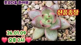 #쪼꼬다육-라이브 방송 01.09 오후2시 ❤️ #쪼꼬신품종창 #등대 #몽고리금 #로라클론금 #명품창 #명품창자구❤️#카드결재가능