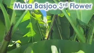 Musa Basjoo Cold Hardy Banana Flowering Near Seattle (flower pod #3)