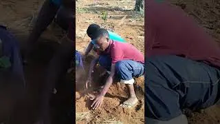 Brothers in Farming ❤️🥰 Agricultural experimentation 🥰 Tanzania 🙏