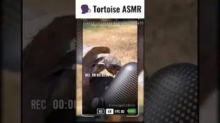 Tortoise sound like  | Library .114 Tortoise ASMR