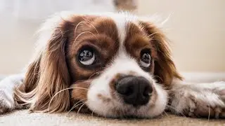 Cutest Animals Ever Compilation 2020 Funny and Cute Animals