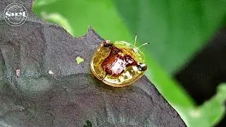 ด้วงเต่าปีกใส (Tortoise beetle) Aspidomorpha furcata (Thunberg, 1789)