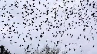 Tree Swallows Feeding on Berries in their Winter Range.