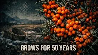 Better Than Blueberries And Oranges Combined. Grows For 50 Years. Why Don't You Know About It?