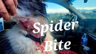 Crazy! Venomous spider bite on dog
