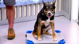 Dog training tips from a pro
