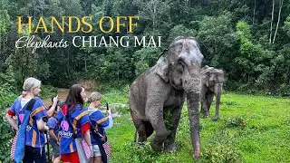 Half Day Hands-off and Ethical Elephant Experiences in Chiang Mai Thailand at Blue Daily Elephant