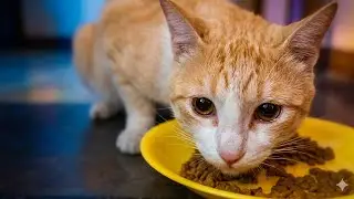 😺How to eat tutorial by orange cat #cat #dog#viral#trending#entertainment 😺