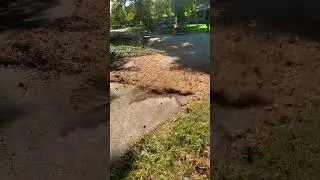 Pine needle 🧹 clean up! #shorts