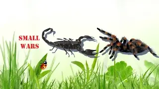 Прямая трансляция пользователя small wars
