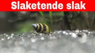 Anentome Helenaslak/slaketende slak IN DE SPOTLIGHT!
