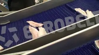 Fish Conveyor Belts