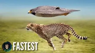 The Fastest Animal on Earth 🌍 A Wildlife Documentary