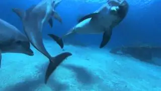 Seventh Heaven - Dolphins (Stoneface And Terminal Remix) / Blue World (HD)