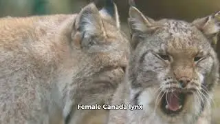 Canada lynx, interesting facts about Canada lynx