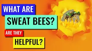 Что такое потовые пчелы? Полезны ли они?