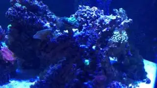 Reef Tank - Sacramento, CA - Lights Just Turned On