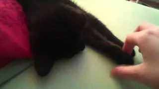 Schlafende Katze oder tote katze