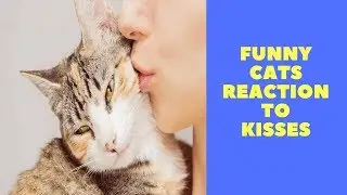 Funny Cats Reaction to Kisses Compilation 2018