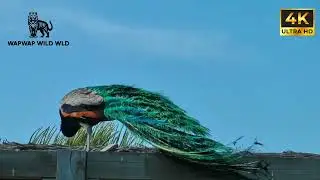 Peacock 🦚 The Most Beautiful Bird on Earth | Nature&rsquo;s Masterpiece@animals