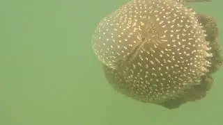 The Mysterious Jellyfish Invading This Australian Lake