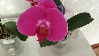 Ox Allure Beauty,lianher Red Apple,OX Queen,цветение подростков