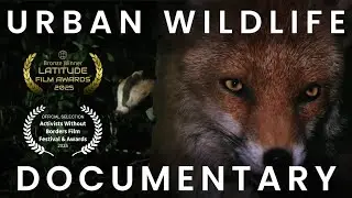Urban Foxes - A Wild Adaptation (Wildlife Documentary)