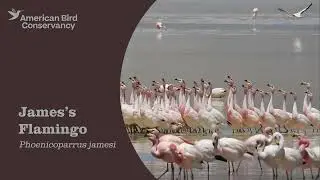 James's Flamingo: High-Flying Filter-Feeder
