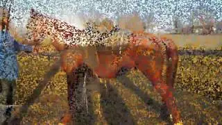 Devil's Due - Singlefooting/ Speed Racking Gelding For Sale
