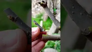 Grafting fruit plants grafting technique very easy and successful #relaxing #gardening #grafting